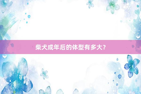 柴犬成年后的体型有多大？